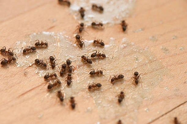Wildlife Control Services in Helena, AL