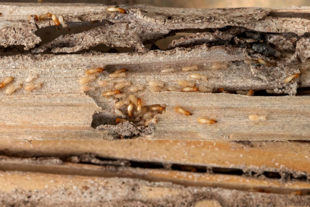 Best Best Pest Control Companies  in Helena, AL